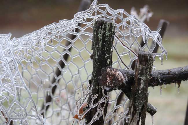 A fence is laden with ice on Mill Road.