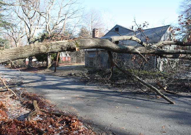 Barbara Kemp's house on Blanchard Road narrowly escaped damage from a fallen tree.