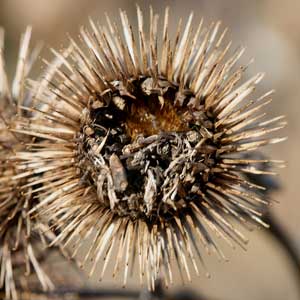 The way in which fine hooks on the tips of the individual common burdock seed casings easily catch on the fur of passing animals led to the invention of Velcro. (Photo by Mary Holland)