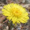 It’s Only Natural: Coltsfoot