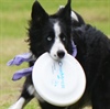Animal athletes entertain as ‘High Flying Dogs’  touch down on the library lawn