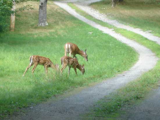 Deer grazing on Brown Road. (Photo by A. Marilyn Laux)