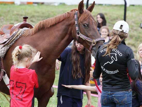 A horse from Westwind Equestrian enjoys the attention of admirers. 
